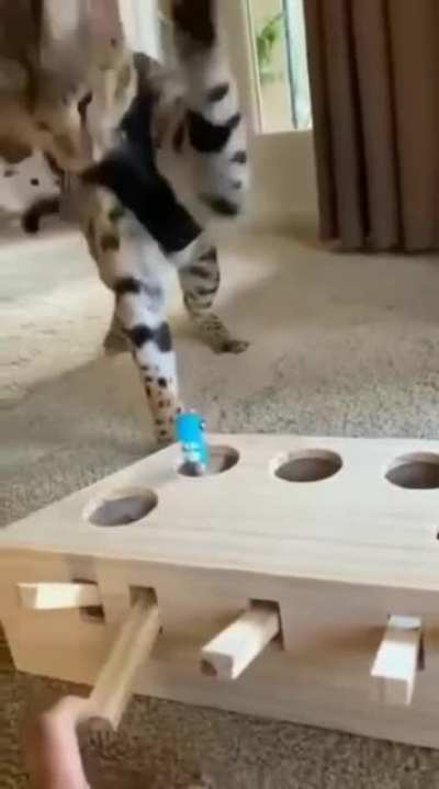 Whack a mole