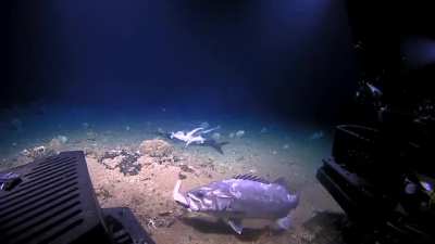 Wreckfish eats small shark