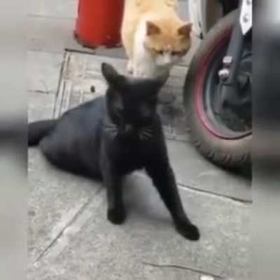 Cheating cat