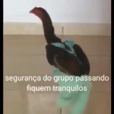 Ele deve ser um bom seguran&ccedil;a