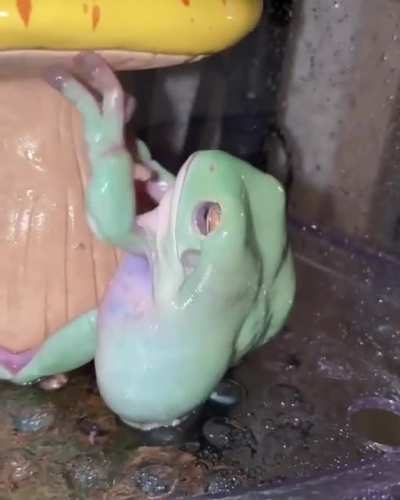 Ajuda ele por favor
