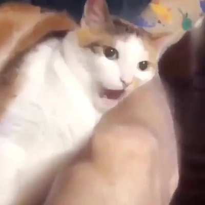 Slow mo chomp my brotheren