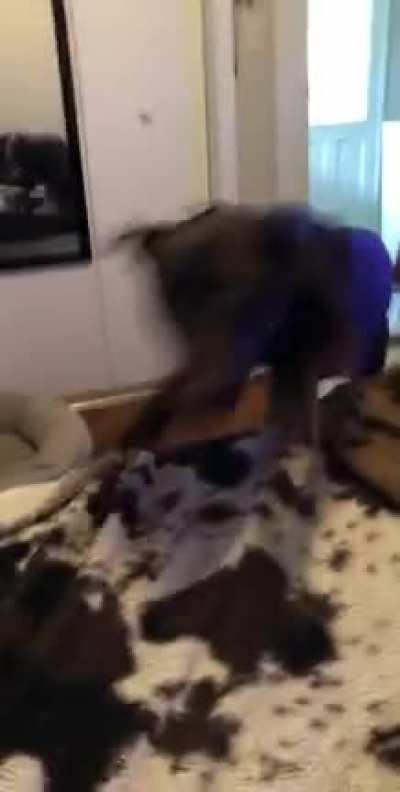Zoomies