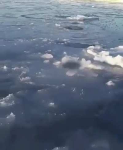 Imagine just peacefully walking on ice..