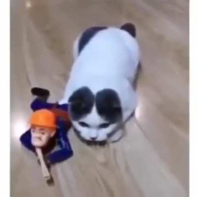 Kedi &Ouml;zel Harekat