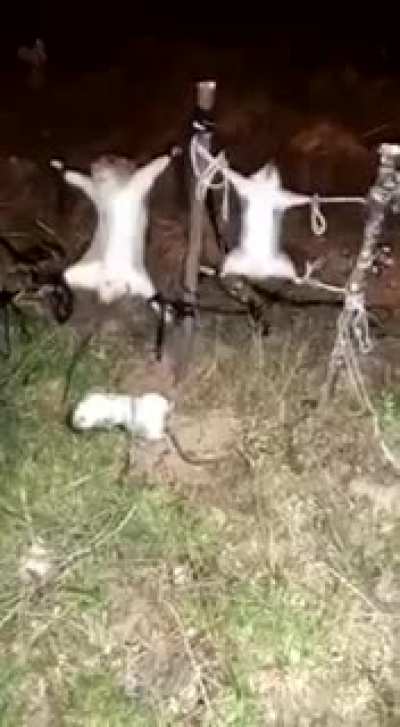 Noo agarraron a la familia de Yolo