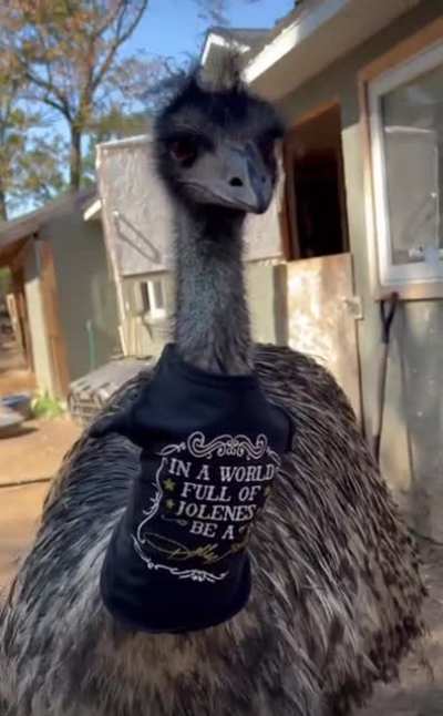 An Honest Review of Dolly Parton&rsquo;s Pet Fashion Line