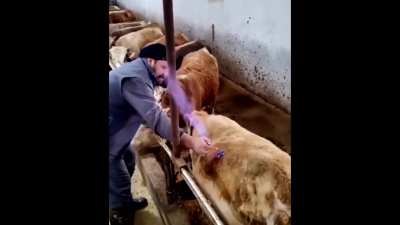 Cow's pressure release