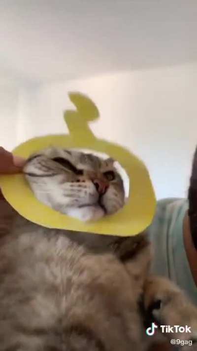 The TeleKittys