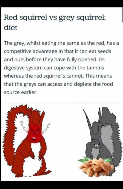 Losercity squirrel history 