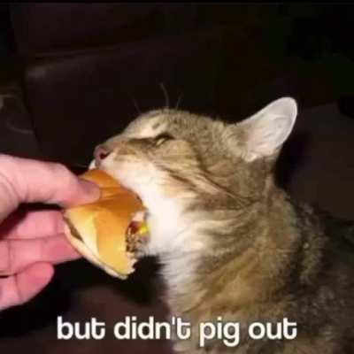 Cat😸