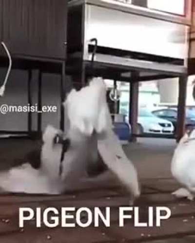 p i g e o n f l i p