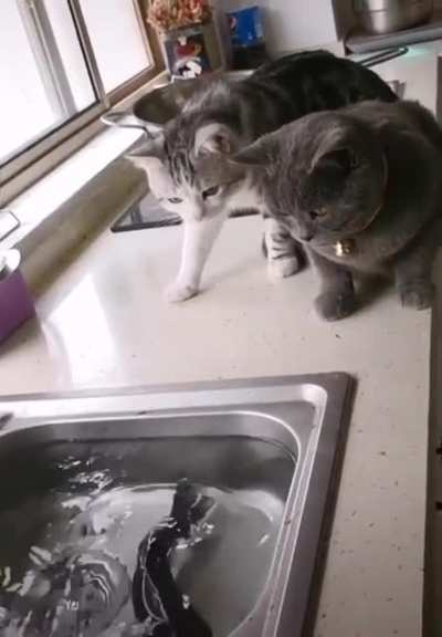 Voc&ecirc; pode ter animais agressivos e imprevisiveis dentro de casa, capazes de coisas surpreendentes.