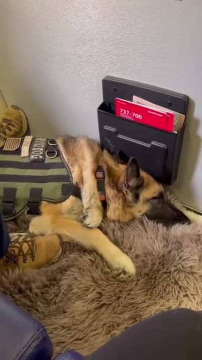 Service Dog Kaya&rsquo;s final flight home to Dallas on Southwest Airlines