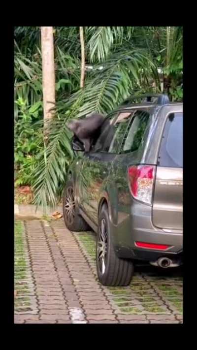 Monkey vandalism