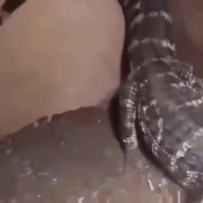 Blursed_crocodile