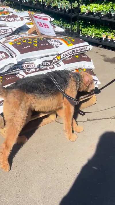 &ldquo;Dognip Dale&rdquo;