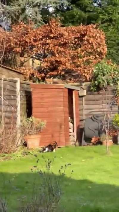 Cat meets his match