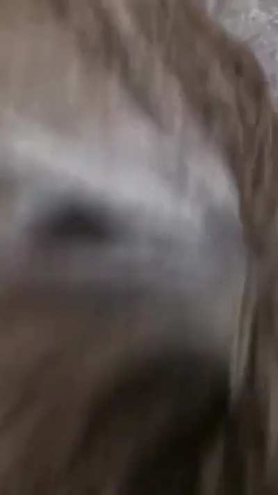 BBW Giving Sloppy Blowjob