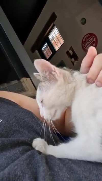 Cute chef making biscuits