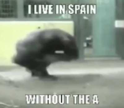 🦍