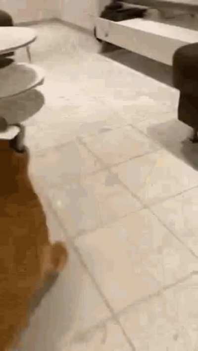 RUN FLOPPA RUN!