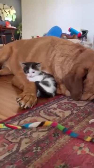 It's snuggle time