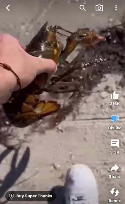 Youtuber buys lobster from seafood store and &ldquo;releases&rdquo; it back into the ocean&hellip;In the wrong environment&hellip;.