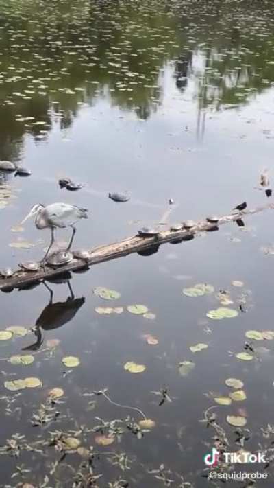 Redwing blackbird likes to tease this blue heron on the lake