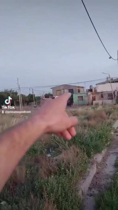 Perro suelto.