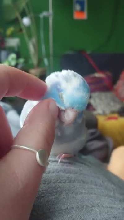 Little boy loves his scritches (OC)