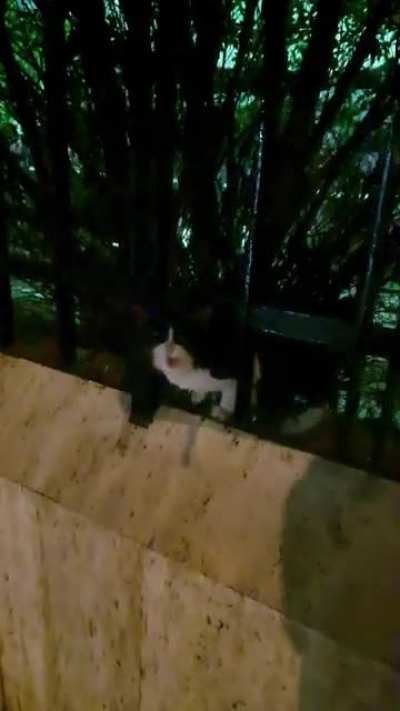 cutie hiding from the rain