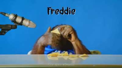 Orangutan asmr 🦧