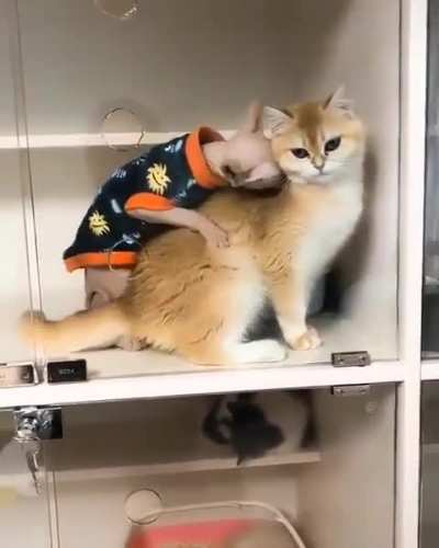 Freakus