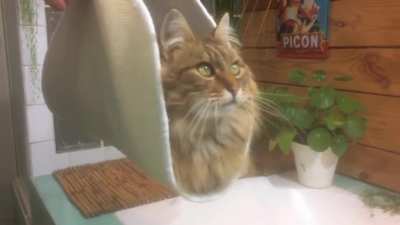 Taco cat :3