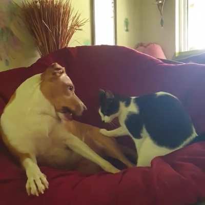 Both girls. Basically two dogs.