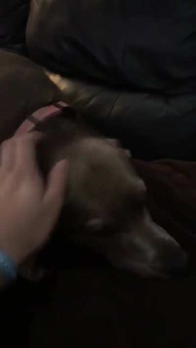 My pup loves to “subtly” tell me to keep petting her