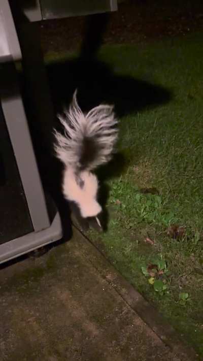Respectful Skunk
