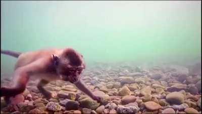 🔥 Sea Monkey 🔥