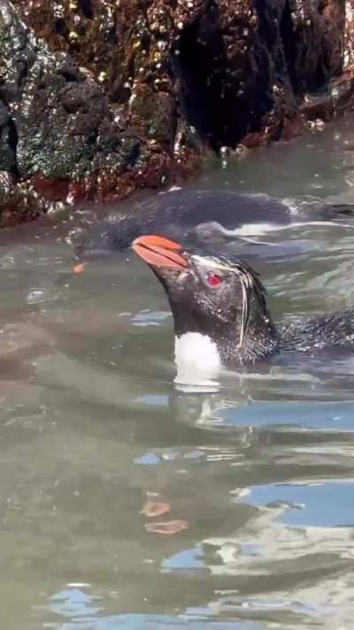 Así se lo pasan los pingüinos en Puerto Deseado
