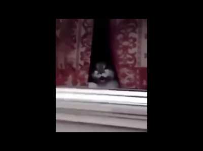 Good going cat