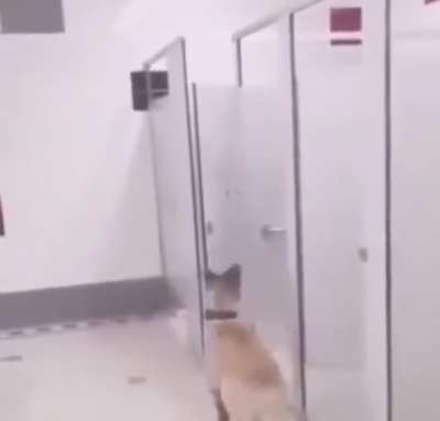 Good doggo.