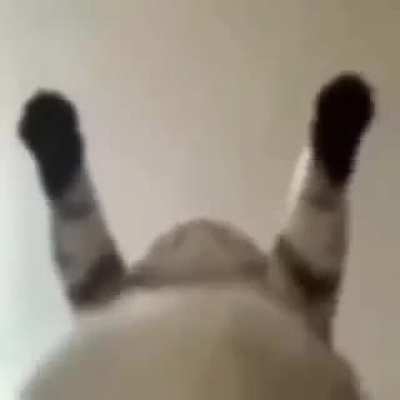 Gatos en agosto