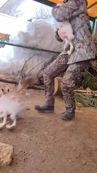 Wunk tries to rescue wunkfriend