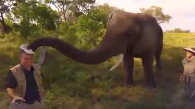An elephant steals this man&rsquo;s hat.