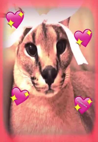 I Love Floppa