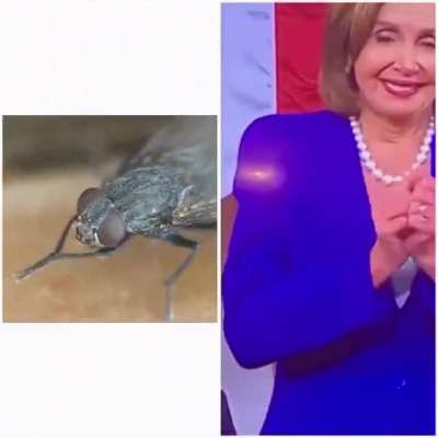 Like a fly on shit.