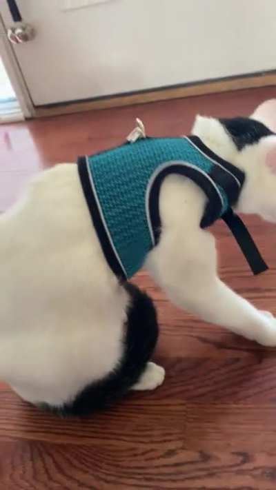 Bean&rsquo;s not crazy about his harness