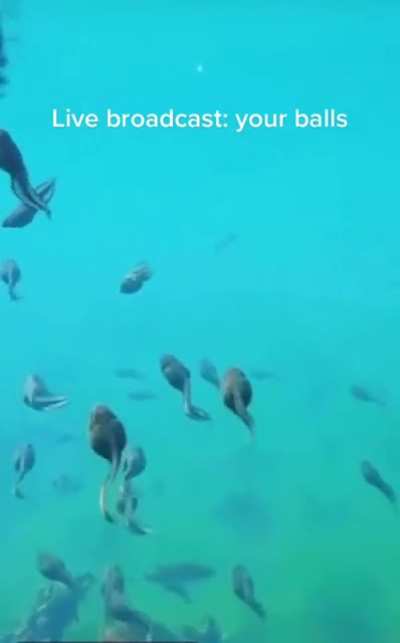 funny balls