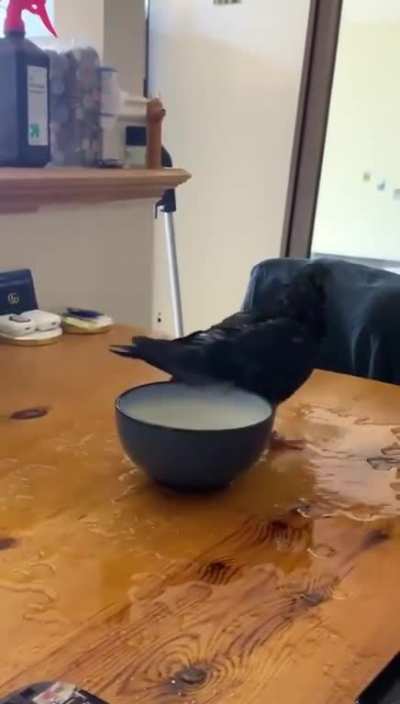 How about a pigeon?